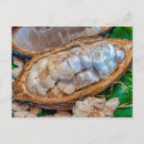 Zoek naar cacao briefkaarten Bonen