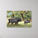 Zoek naar afrika fotografie Dier