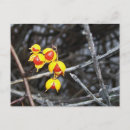 Zoek naar bitterzoet posters Oranje