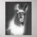 Zoek naar zwart wit dieren posters Boerderij