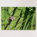 Zoek naar roze bloem fotografie Mooi