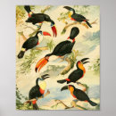 Zoek naar zoölogisch posters Vogel