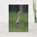 Zoek naar heron fotografie Groot blauw heron