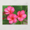 Zoek naar plumeria briefkaarten Hawaii