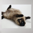 Zoek naar siamese cat kunst Dier