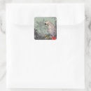 Zoek naar grijze papegaai stickers Dieren