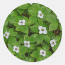 Zoek naar kornoelje stickers Bloem