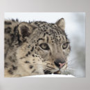 Zoek naar concentratie posters Wild