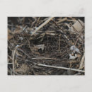 Zoek naar leeg nest briefkaarten Vogel