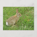 Zoek naar cuteness posters Schattig