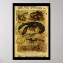 Zoek naar garnalen kunst Kreeft