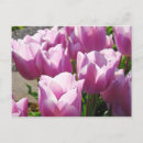 Zoek naar paarse tulp briefkaarten Voor haar