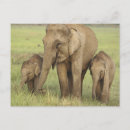 Zoek naar aziatische olifant briefkaarten Weiland
