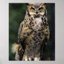 Zoek naar bubo virginianus posters Roofvogel