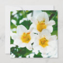 Zoek naar lilium kaarten Witte lelie