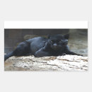 Zoek naar zwarte jaguar stickers Wild