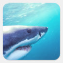 Zoek naar grote witte haai stickers Wild