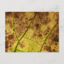 Zoek naar blad briefkaarten Leaf