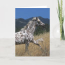 Zoek naar appaloosa paard kaarten Ruiter