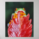 Zoek naar boomkikker posters Regenwoud