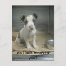 Zoek naar pit briefkaarten Dieren