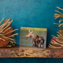 Zoek naar mos fotoplaat Danita delimont