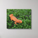 Zoek naar salamander kunst Sinaasappel