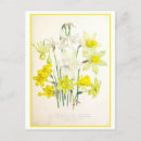 Zoek naar vintage botanical briefkaarten Bloemen
