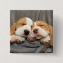Zoek naar beagle accessoires Gezelschapsdieren