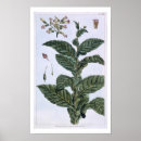 Zoek naar tabak posters Botanisch
