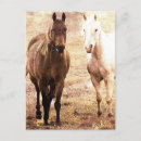 Zoek naar palomino fotografie Angelandspot
