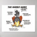 Zoek naar havik posters Valkerij