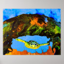 Zoek naar rode schildpad posters Oceaan