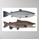 Zoek naar atlantische zalm posters Oceaan