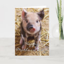 Zoek naar varken kaarten Biggetje