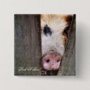 Zoek naar varkens buttons Landbouwhuisdieren