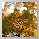 Zoek naar dennen posters Wolken