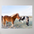 Zoek naar ijslands paard posters Martin zwick