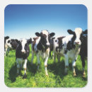 Zoek naar velde stickers Landbouw