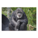 Zoek naar aap monkies posters Chimpansee