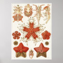 Zoek naar biologie posters Ernst haeckel