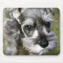 Zoek naar miniature schnauzer muismatten Miniatuur