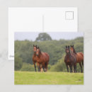 Zoek naar ponies briefkaarten Animal