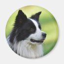 Zoek naar border collie magneten Fotografie
