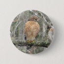 Zoek naar roofvogels buttons Hawk