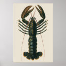 Zoek naar zeekreeft posters Zeevruchten