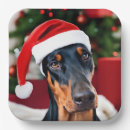 Zoek naar doberman borden Kerstmis