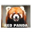 Zoek naar rode panda kantoorbenodigdheden Fotografie