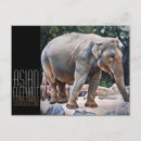 Zoek naar aziatische olifant briefkaarten Dier