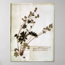 Zoek naar herbarium posters Bloemen